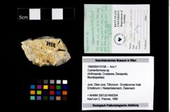 Foto (Objekt + Etikett) von Culmenformosa sp.  (NHMW-GEO-1990-0041-3158)